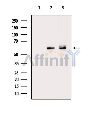 C1orf114 Antibody - Western blot analysis of extracts from various samples, using C1orf114 Antibody.