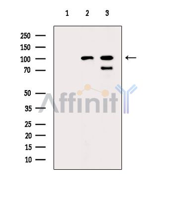CLSTN2 Antibody - Western blot analysis of extracts from various samples, using CLSTN2 Antibody.