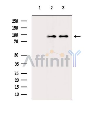 NSP3 Antibody - Western blot analysis of extracts from various samples, using NSP3 Antibody.
