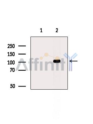 FAM83B Antibody - Western blot analysis of extracts from Mouse brain, using FAM83B Antibody.