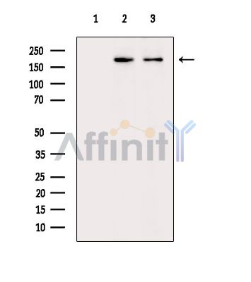 PBRM1 Antibody - Western blot analysis of extracts from various samples, using PBRM1 Antibody.