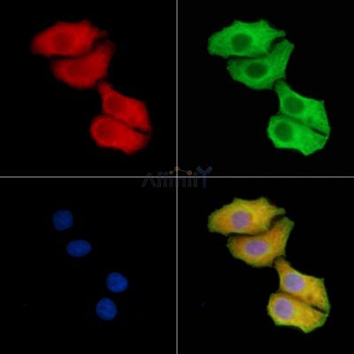 GREM1 Antibody - DF15419 staining Hela cells by IF/ICC.
