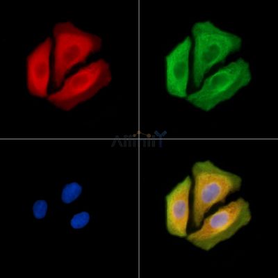 IFNA4/10/14 Antibody - DF2515 staining Hela cells by IF/ICC.