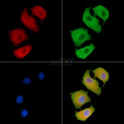Collagen XX  alpha 1 Antibody - DF3555 staining A549 cells by IF/ICC.