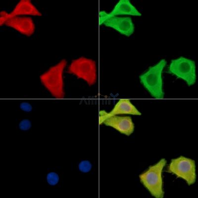 LEG4 Antibody - DF8674 staining Hela cells by IF/ICC.