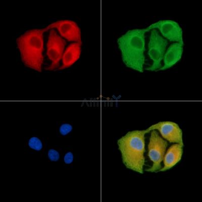 OR13C2/13C9 Antibody - DF8688 staining A549 cells by IF/ICC.