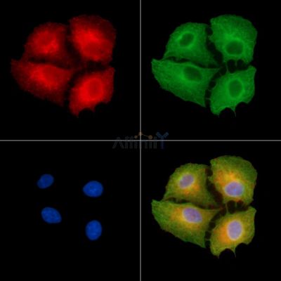 OR4K2 Antibody - DF8696 staining A549 cells by IF/ICC.