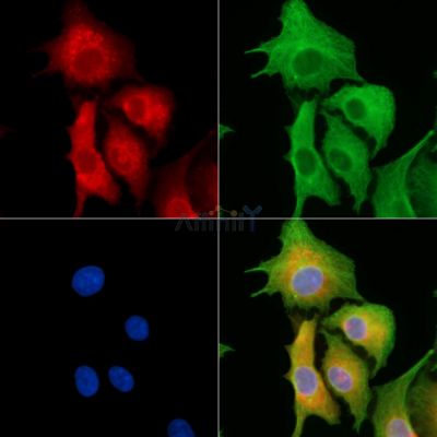 AKAP6 Antibody - DF8820 staining A549 cells by IF/ICC.