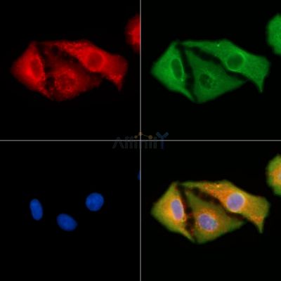 ANGPTL5 Antibody - DF9211 staining A549 cells by IF/ICC.