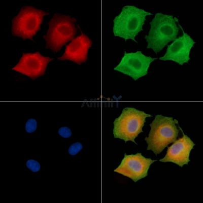 DNAL4 Antibody - DF9470 staining A549 cells by IF/ICC.