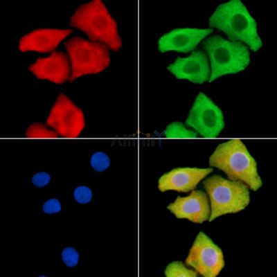 DYNLRB2 Antibody - DF9472 staining Hela cells by IF/ICC.