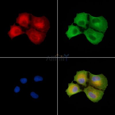 MARCH7 Antibody - DF9483 staining A549 cells by IF/ICC.