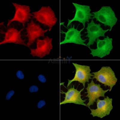 GIMAP7 Antibody - DF9547 staining A549 cells by IF/ICC.