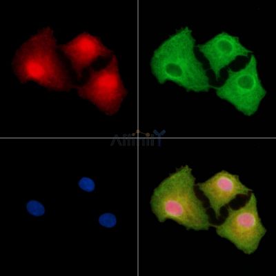 NGRN Antibody - DF9680 staining A549 cells by IF/ICC.