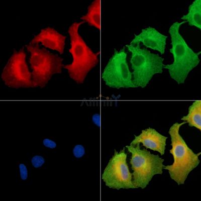NBPF6 Antibody - DF9685 staining A549 cells by IF/ICC.