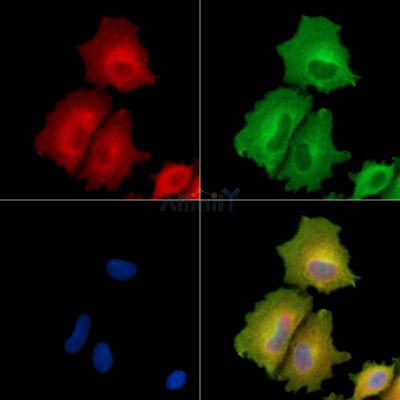 PLSCR4 Antibody - DF9756 staining A549 cells by IF/ICC.
