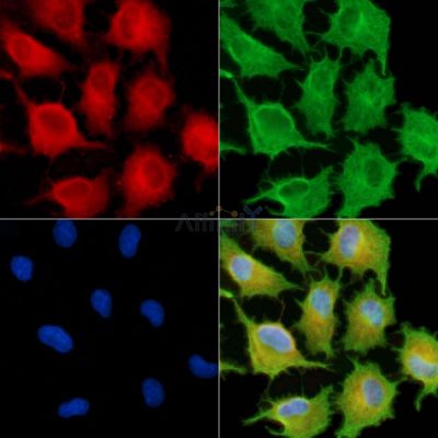 RAPH1 Antibody - DF9806 staining A549 cells by IF/ICC.