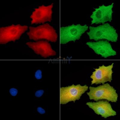 RERG Antibody - DF9811 staining A549 cells by IF/ICC.
