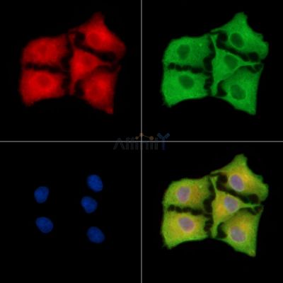 RGS21 Antibody - DF9847 staining A549 cells by IF/ICC.