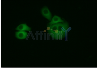 beta-Tubulin Antibody - Fluor488 - #T0023-488 staining Hela cells by IF/ICC.