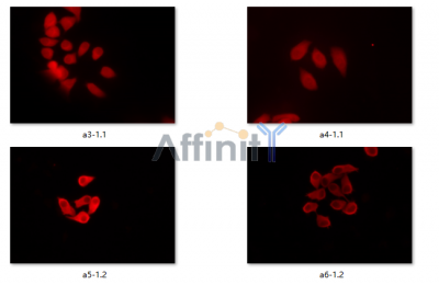 beta-Tubulin Antibody - Fluor594 - #T0023-594 staining various cells by IF/ICC.