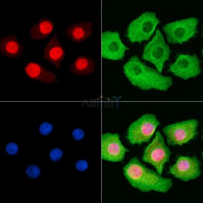 Phospho-MCM2 (Ser41) Antibody - AF3880 staining Hela cells by IF/ICC.