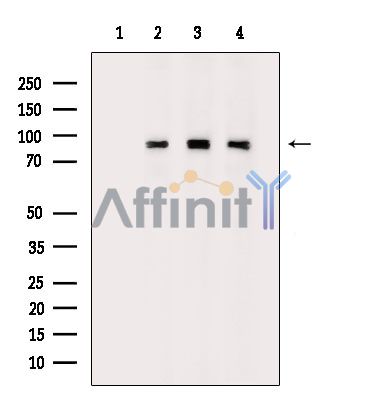 XRCC1 Mouse Monoclonal Antibody - Western Blot analysis of extracts from various samples, using XRCC1 Mouse Monoclonal Antibody.