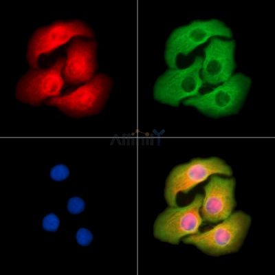 Seven Transmembrane Helix Receptor Antibody - DF10214 staining Hela cells by IF/ICC.