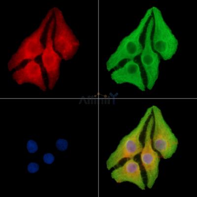 SPNS1 Antibody - DF13804 staining Hela cells by IF/ICC.