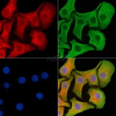 MKRN1 Antibody - DF13815 staining Hela cells by IF/ICC.