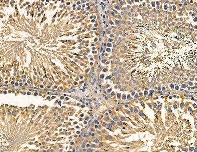 PDE12 Antibody - DF13835 at 1/100 staining rat testis tissue by IHC-P.