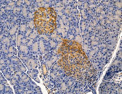PDE12 Antibody - DF13835 at 1/100 staining rat pancreatic tissue by IHC-P.