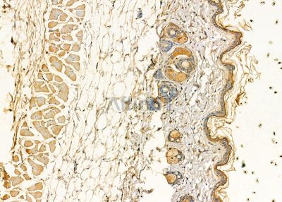 Corneodesmosin Antibody - DF13837 at 1/100 staining mouse skin tissue by IHC-P.