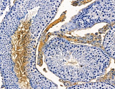RRBP1 Antibody - DF13844 at 1/100 staining mouse testis tissue by IHC-P.