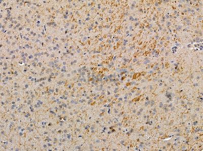 DLL3 Antibody - DF13862 at 1/100 staining rat brain tissue by IHC-P.