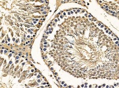 INO80 Antibody - DF13869 at 1/100 staining rat testis tissue by IHC-P.