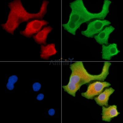 BRP44 Antibody - DF13873 staining Hela cells by IF/ICC.