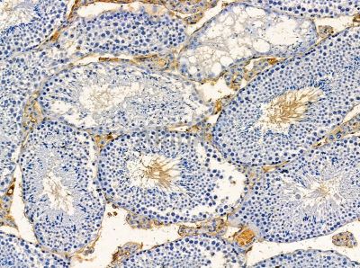BRP44 Antibody - DF13873 at 1/100 staining mouse testis tissue by IHC-P.
