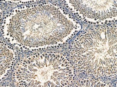 CSN1 Antibody - DF13965 at 1/100 staining rat testis tissue by IHC-P.