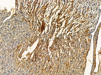 SLC22A11 Antibody - DF14071 at 1/100 staining mouse kidney tissue by IHC-P.