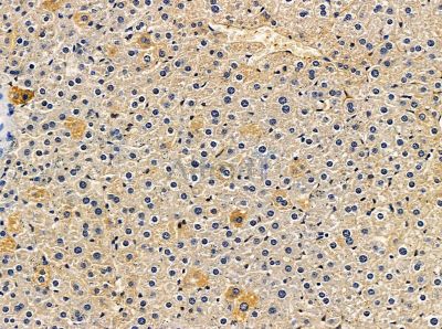 Testin Antibody - DF14078 at 1/100 staining mouse liver tissue by IHC-P.