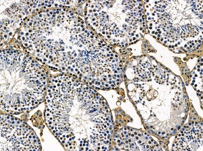 KCTD7 Antibody - DF14096 at 1/100 staining mouse testis tissue by IHC-P.