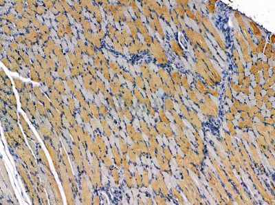 SKA1 Antibody - DF14130 at 1/100 staining rat muscle tissue by IHC-P.