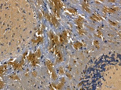 MLC1 Antibody - DF14138 at 1/100 staining mouse brain tissue by IHC-P.