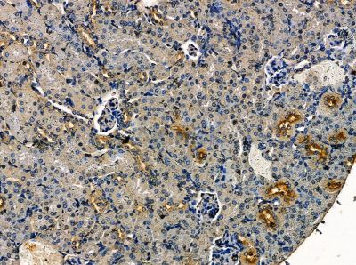 SLC12A3 Antibody - DF14140 at 1/100 staining mouse kidney tissue by IHC-P.