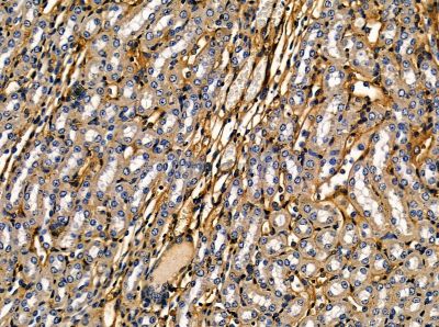 CMG1 Antibody - DF14146 at 1/100 staining mouse kidney tissue by IHC-P.
