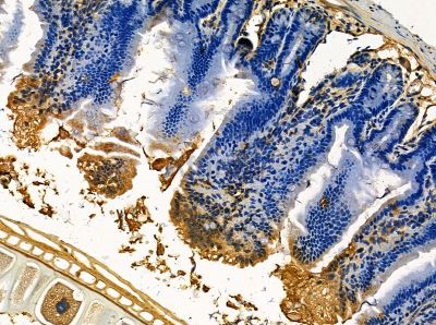 Coatomer subunit delta Antibody - DF14147 at 1/100 staining mouse colorectal tissue by IHC-P.