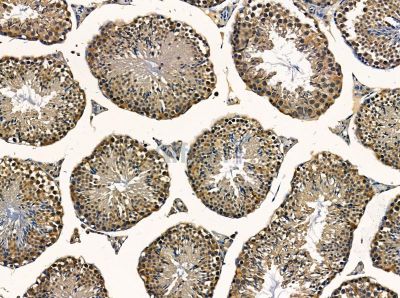 Coatomer subunit delta Antibody - DF14147 at 1/100 staining mouse testis tissue by IHC-P.