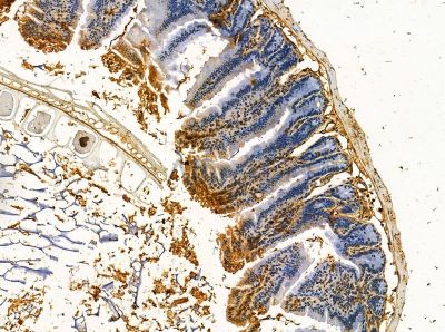BEND5 Antibody - DF14161 at 1/100 staining mouse colorectal tissue by IHC-P.