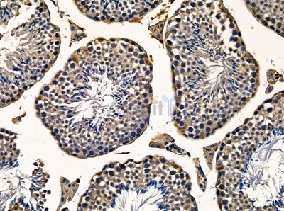 C16orf62 Antibody - DF14162 at 1/100 staining mouse testis tissue by IHC-P.
